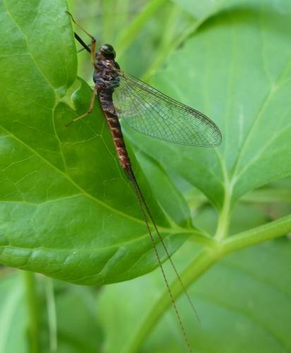 Ecdyonurus sp.